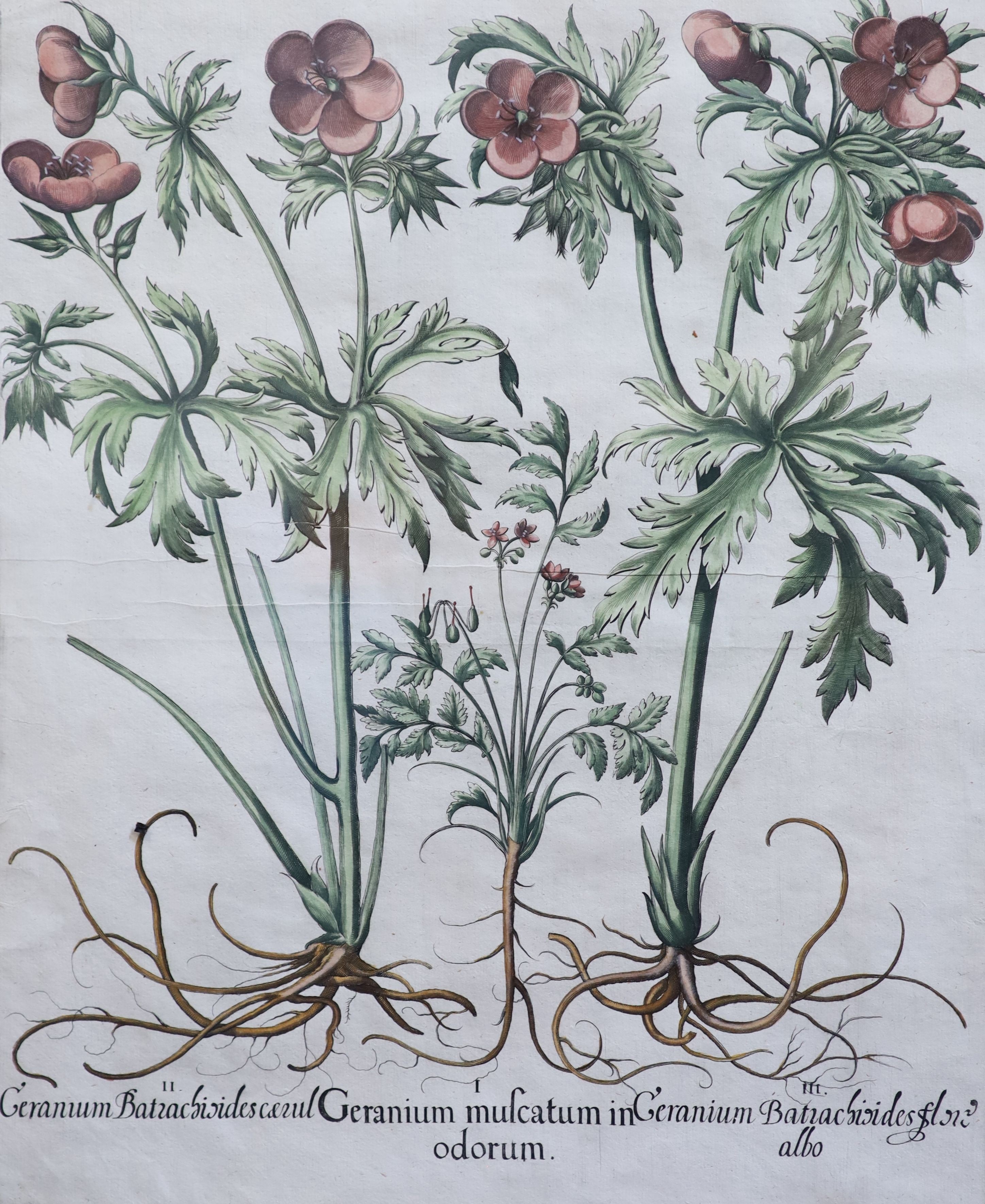 Basilius Baseler (1561-1629), Geranium Sangui narium, Geranium Muscatum in odorum, Geranium Sanguinarium maius and Geranium Muscatum odoratum from Hortus Eysettensis, four coloured engravings laid on paper, 49 x 41cm.